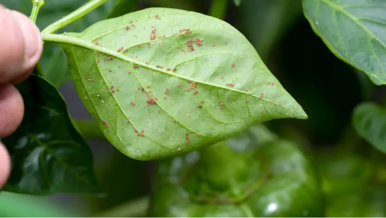 Pulgão: o que é e como eliminar essa praga - Locação e Venda de Container e módulos Habitáveis folhas com pulgoes