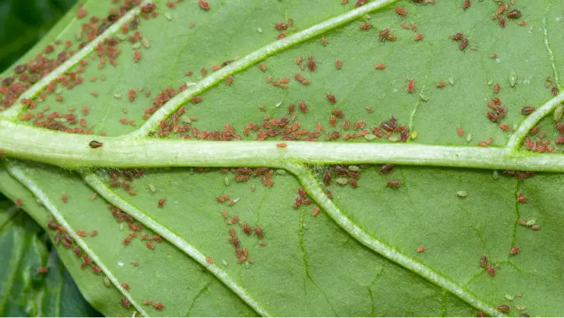 Pulgão: o que é e como eliminar essa praga - Locação e Venda de Container e módulos Habitáveis varios pulgoes