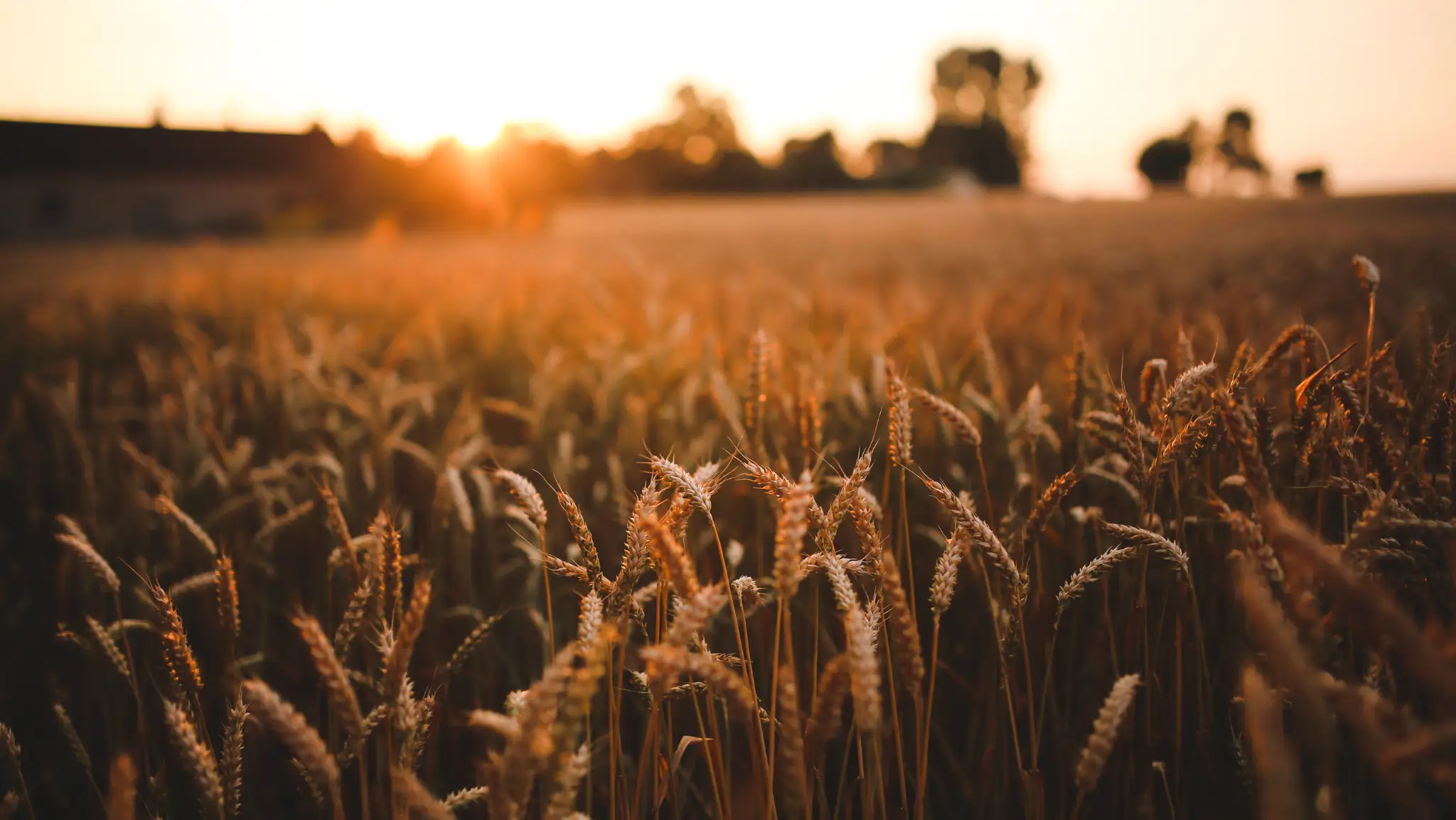 Show Safra 2025: Tudo o que você precisa saber! - Locação e Venda de Container e módulos Habitáveis campo de plantacao